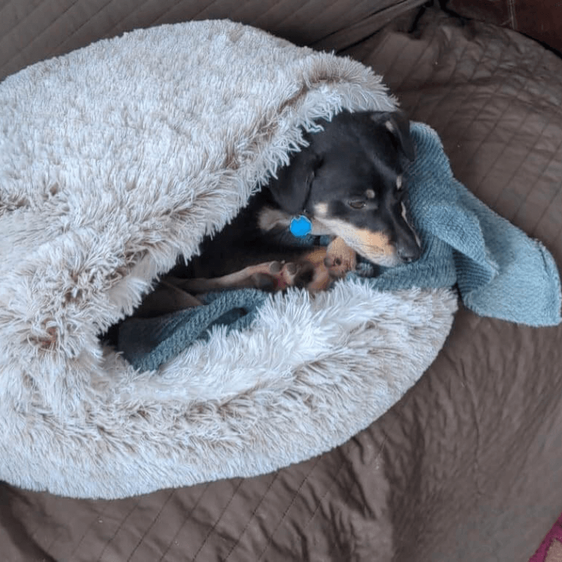 PuppyShell™