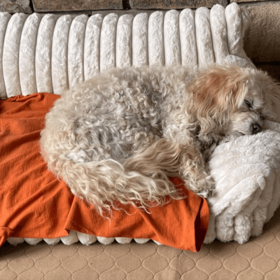 PuppyLounge™