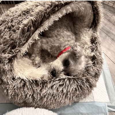 PuppyShell™