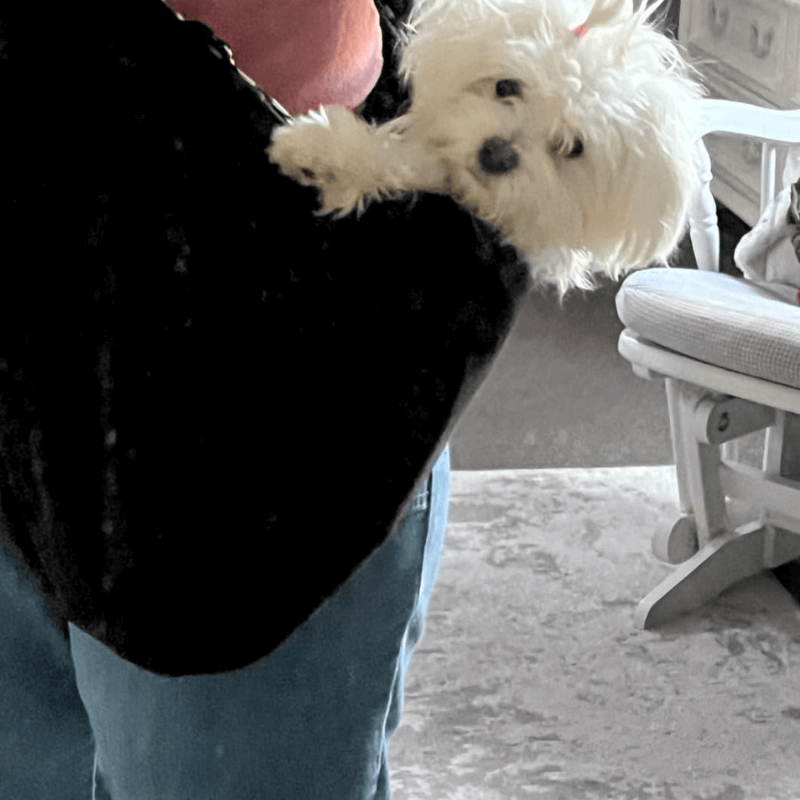 BuddyBag™