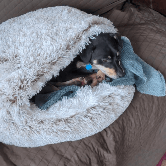 PuppyShell™